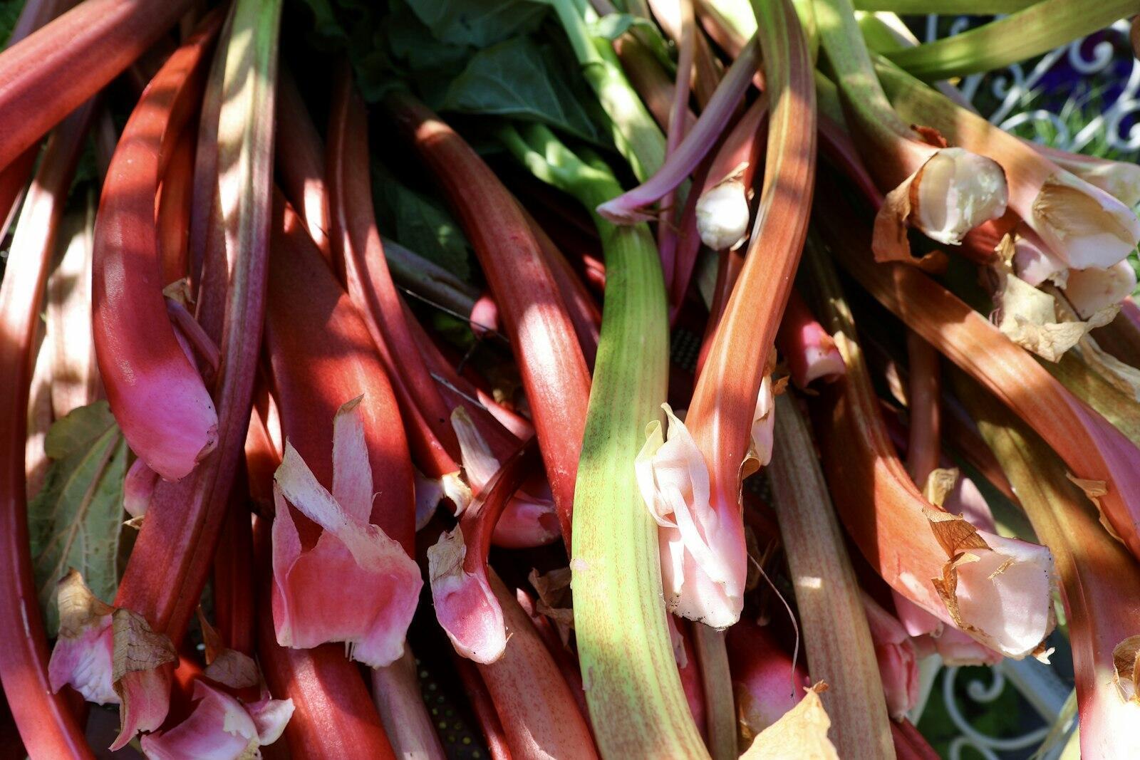 Rabarberpaj – klassiskt recept Nyskördad röd rabarber med gröna blad
